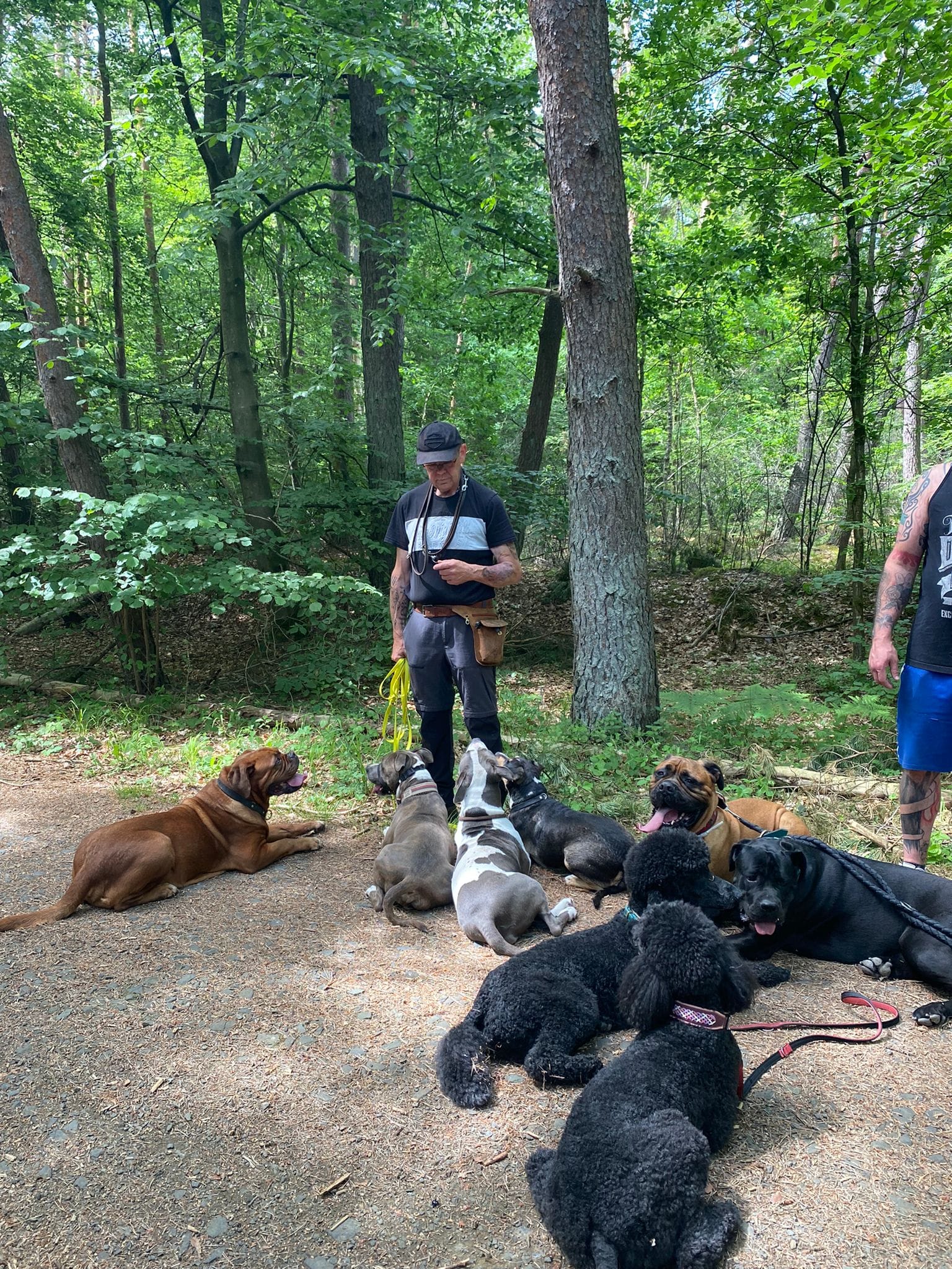 bootcamp für hunde